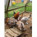 Pot luck bantam and pekin hatching eggs